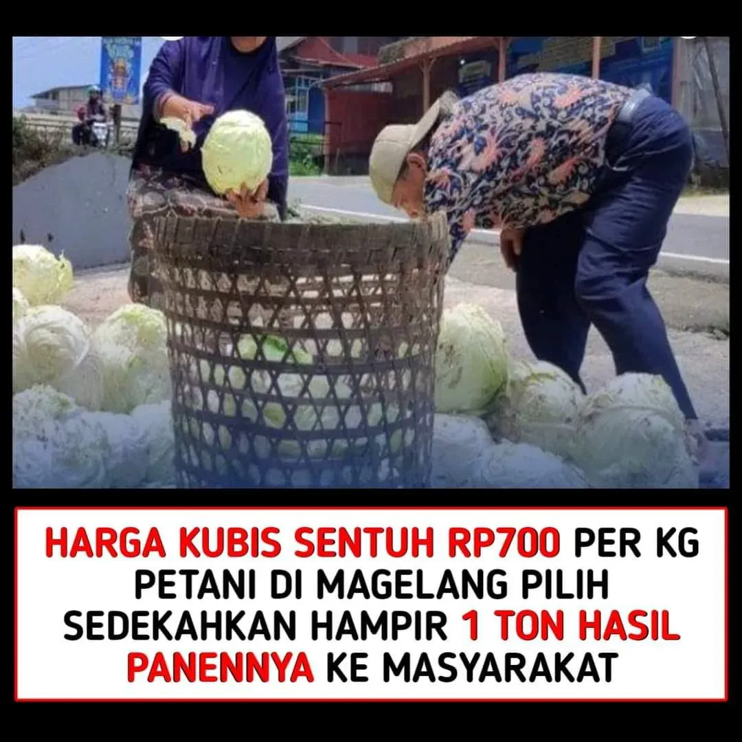 Harga Kubis Anjlok, Hanya Rp 700 per Kilogram di Beberapa Daerah