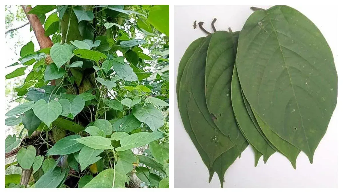daun-sembukan-makanan-terenak-di-bumi